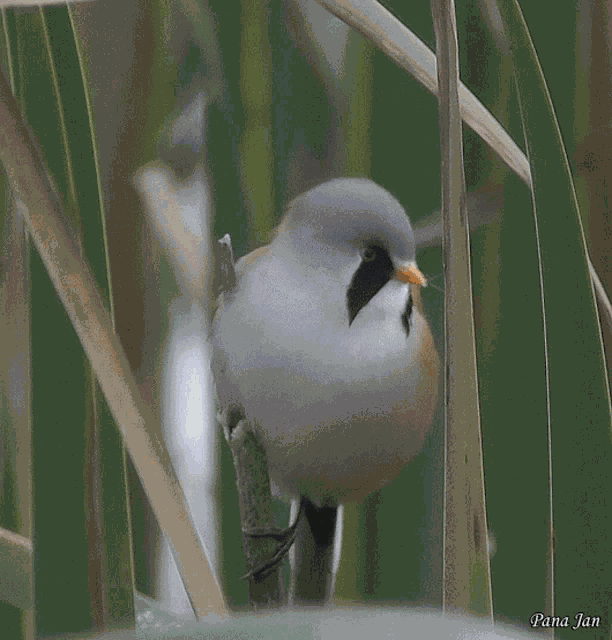 Bird Wakaburger GIF