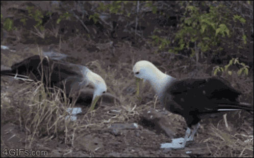 Birds Beakfight GIF