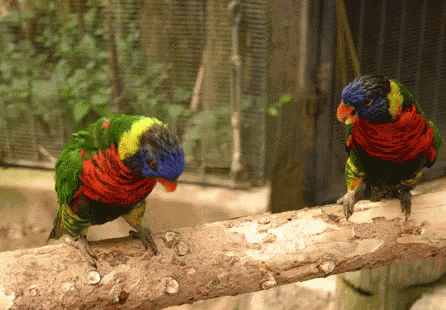 Birds Dance GIF