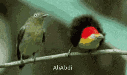 Birds GIF