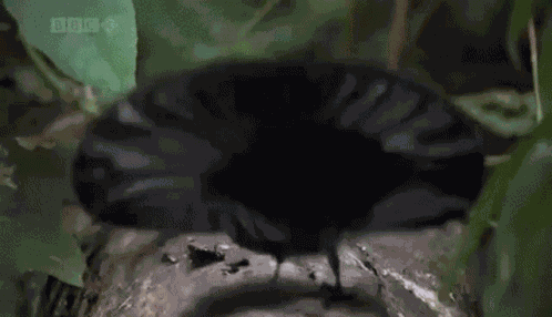 Birdy Dance Fun Dance GIF