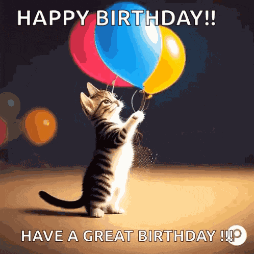 Birthday Cat Birthday GIF