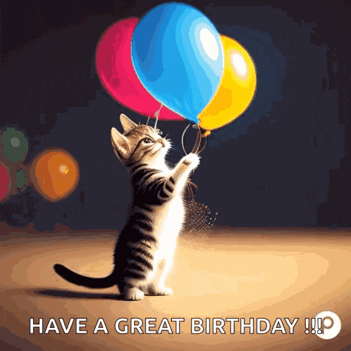 Birthday Cat Birthday GIF