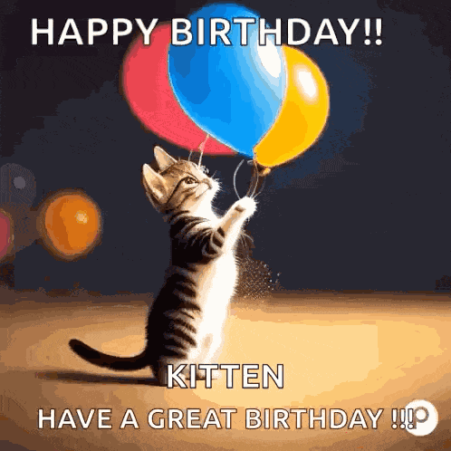 Birthday Cat Birthday GIF