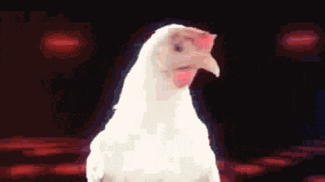 Birthday Chicken GIF