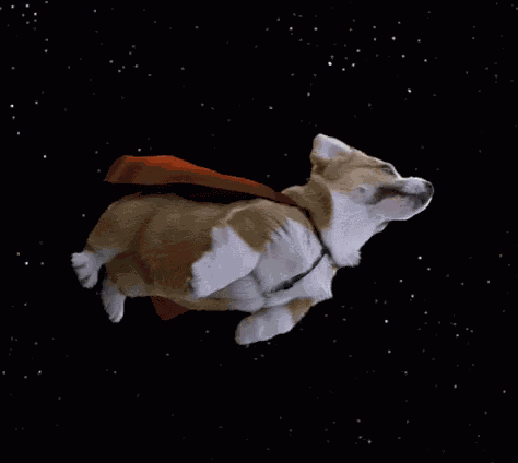 Birthday Corgi GIF