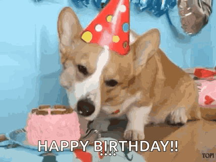 Birthday Corgi GIF