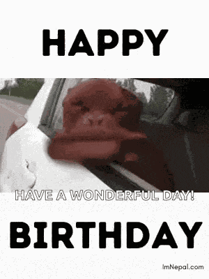 Birthday Wishes Birthday For Dog Lovers GIF