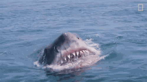 Bite Nat Geo Explores GIF