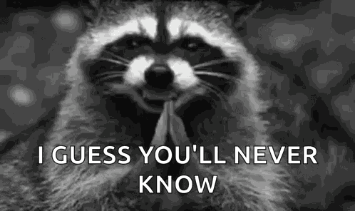 Black And White Raccoon GIF