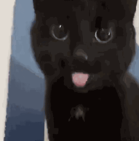 Black Cat Cat Tongue GIF
