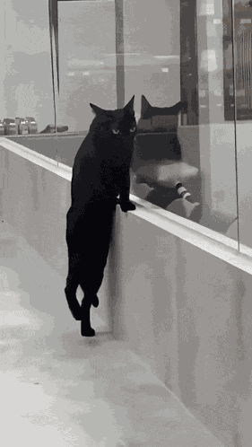 Black Cat Crazy Cat GIF