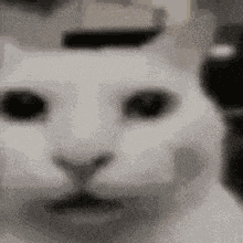 Black Cat Kaala Billa GIF