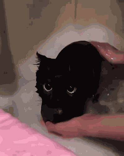 Black Cat Large Eyes GIF