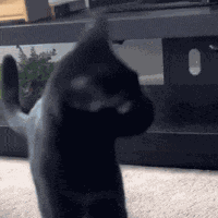 Black Cat No GIF