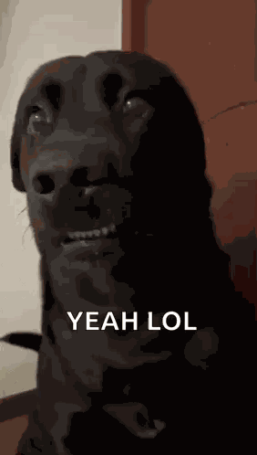 Black Dog GIF