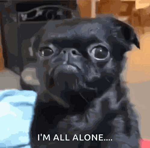 Black Dog Funny GIF