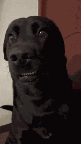 Black Dog GIF