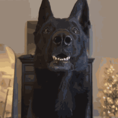 Black Gsd Black German Shepherd GIF