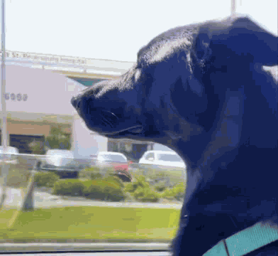Black Gsd Black German Shepherd GIF