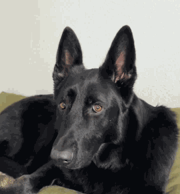 Black Gsd Black German Shepherd GIF