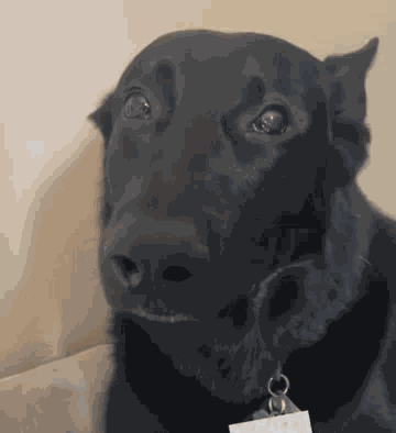 Black Gsd Black German Shepherd GIF