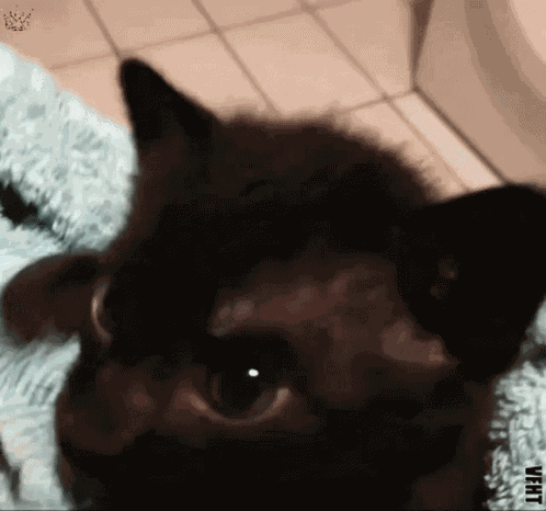 Black Kitten Caturday GIF