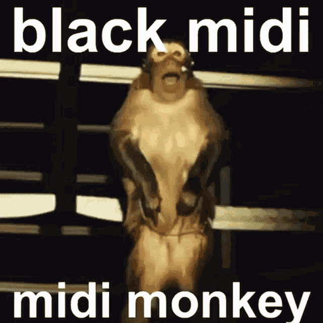 Black Midi Monkey GIF