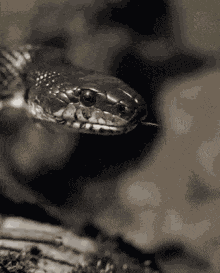 Black Snake GIF