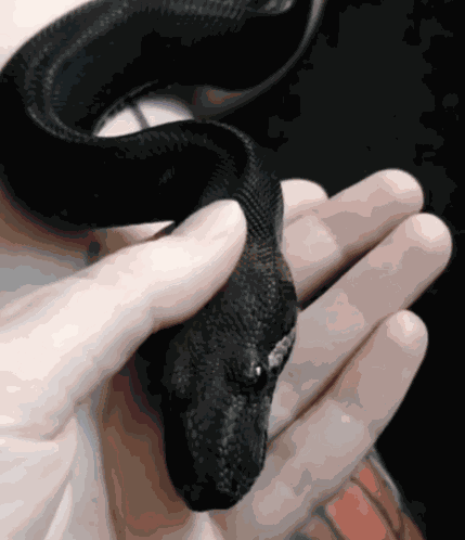 Black Snake Pet GIF
