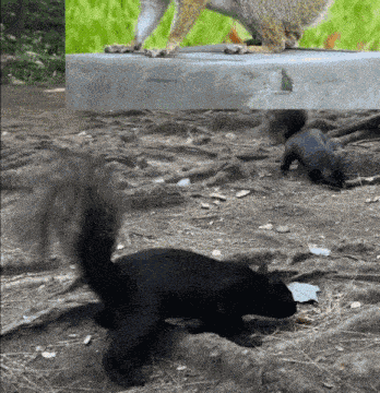 Black Squirrel Black Squirrels GIF