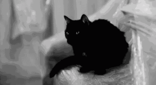 Blackcat Meow GIF