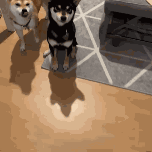 Blackshiba Blacktan GIF