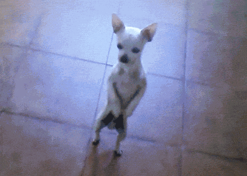 Blader165 GIF