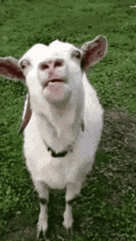 Blah Blah Blah GIF