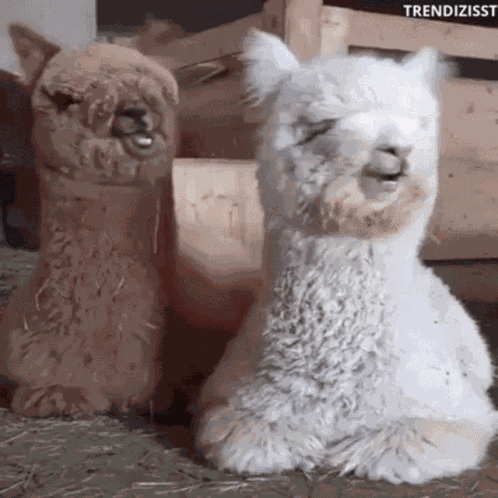 Blank Stare Alpacas GIF
