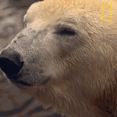 Blinking Nat Geo Wild GIF
