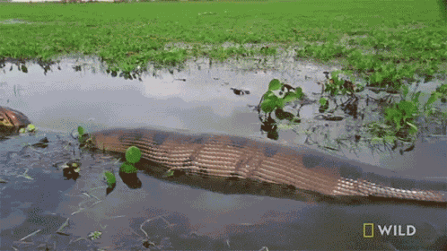 Bloated Monster Snakes GIF