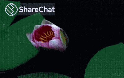 Bloom Flower GIF