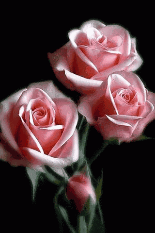 Blooming Roses GIF