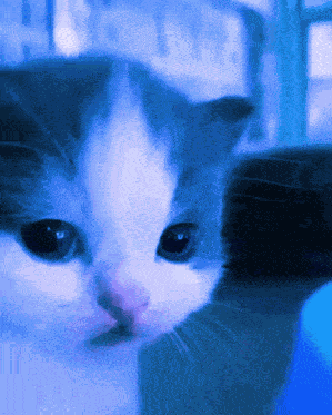 Blue Cat GIF