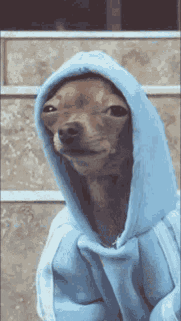 Blue Dog Ok GIF