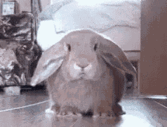 Blushing Smiles GIF