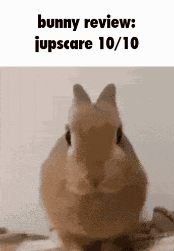 Bnuuy Bunny Review GIF