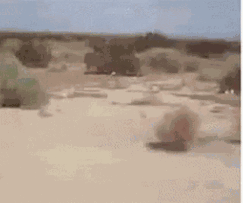 Bola De Feno Desert GIF