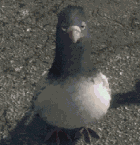 Bolt Pigeon GIF