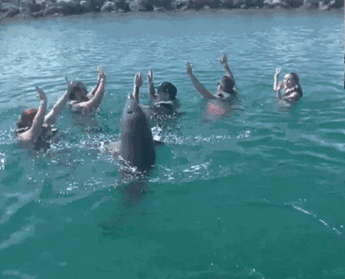 Boneclinks Bceu GIF