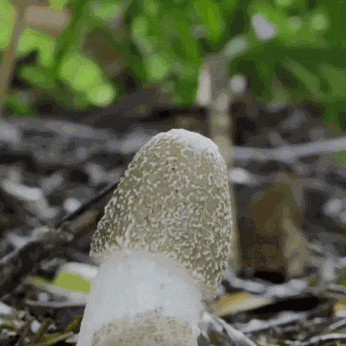 Boner Hard On GIF