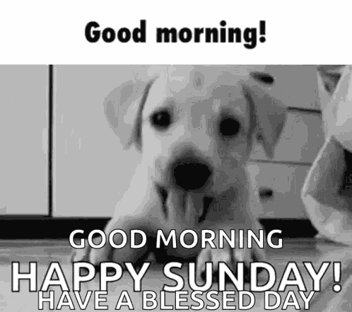 Bonjour Et Bon Dimanche GIF