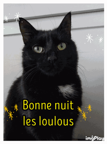 Bonne Nuit Les Loulous Bonne Nuit Chat GIF